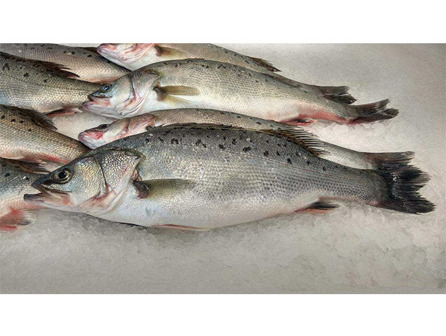 Open back sea bass